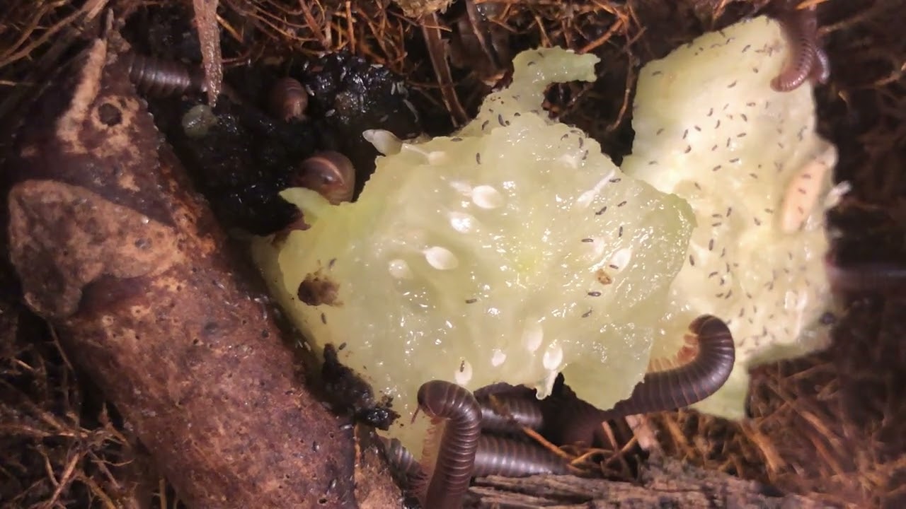 Millipede eating close up (9 month old babies) pt.2