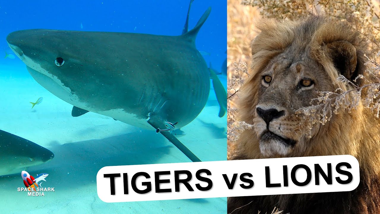 Tigers vs Lions - The same type of Safari? Which would you rather do, and aren't they similar?