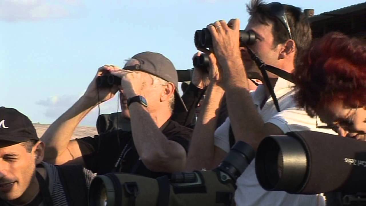 Massive Flocks of Birds Pass Through Israel's Hula Valley