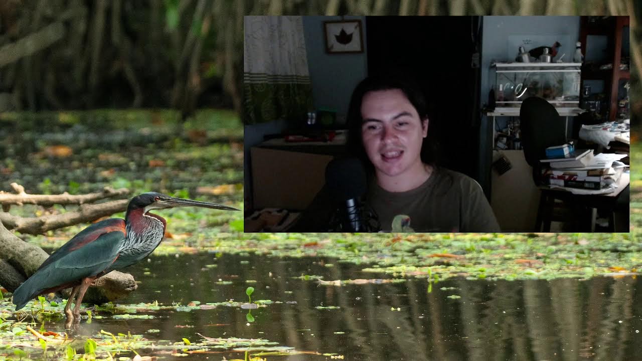 Hablemos de Aves 94 ¿de vuelta a los directos?