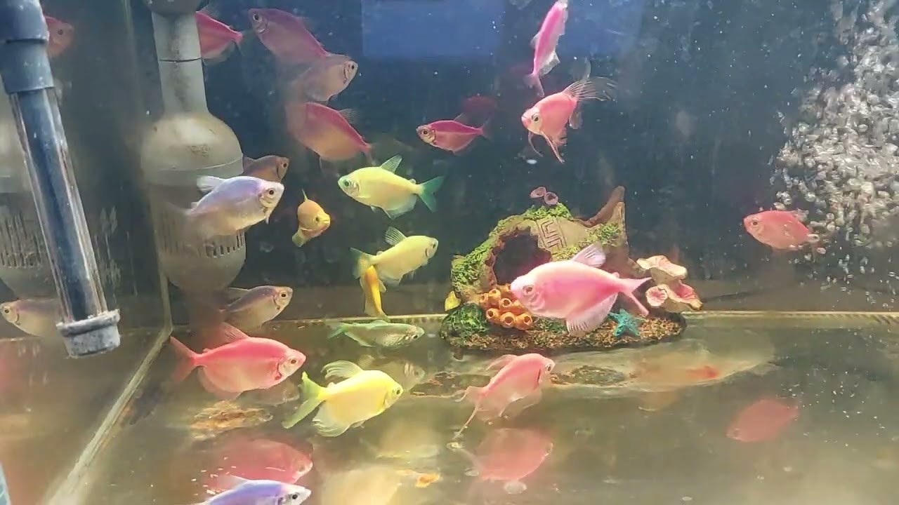 Relaxing Aquarium Fish Tank Sounds no music
