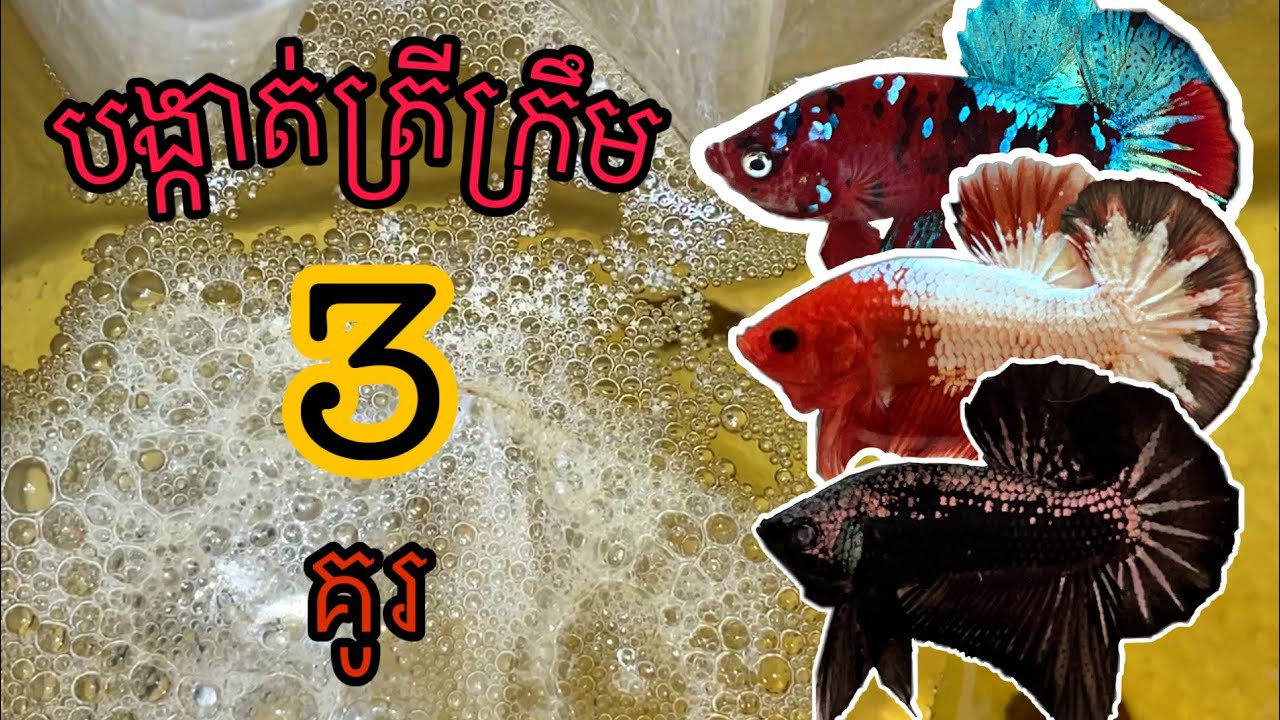 បង្កាត់ត្រីក្រឹម 3 សម្បុក by Betta Keeper | เพาะปลากัด 3 คู่ #bettakeeper #ត្រីក្រឹម #ปลากัด #cupang