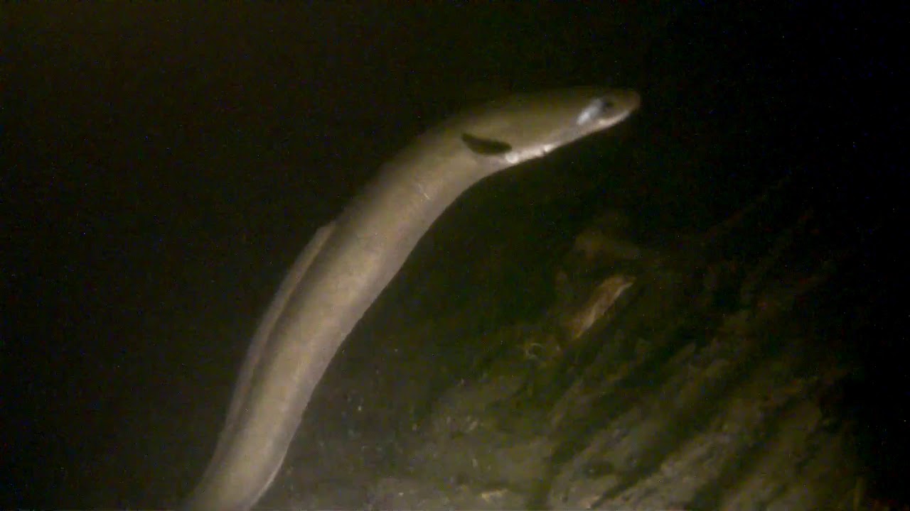 Thames Marine Life
