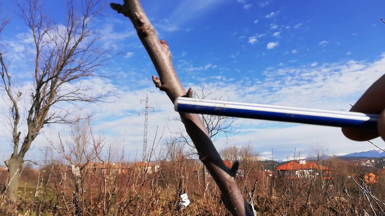 № 163   Кои са плодни и кои са листни пъпки? В градината под връх Пирин с Цветан Войнов.