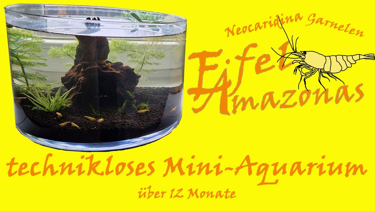 Kleines Aquarium ohne Technik mit Garnelen und Schnecken in der Eifel