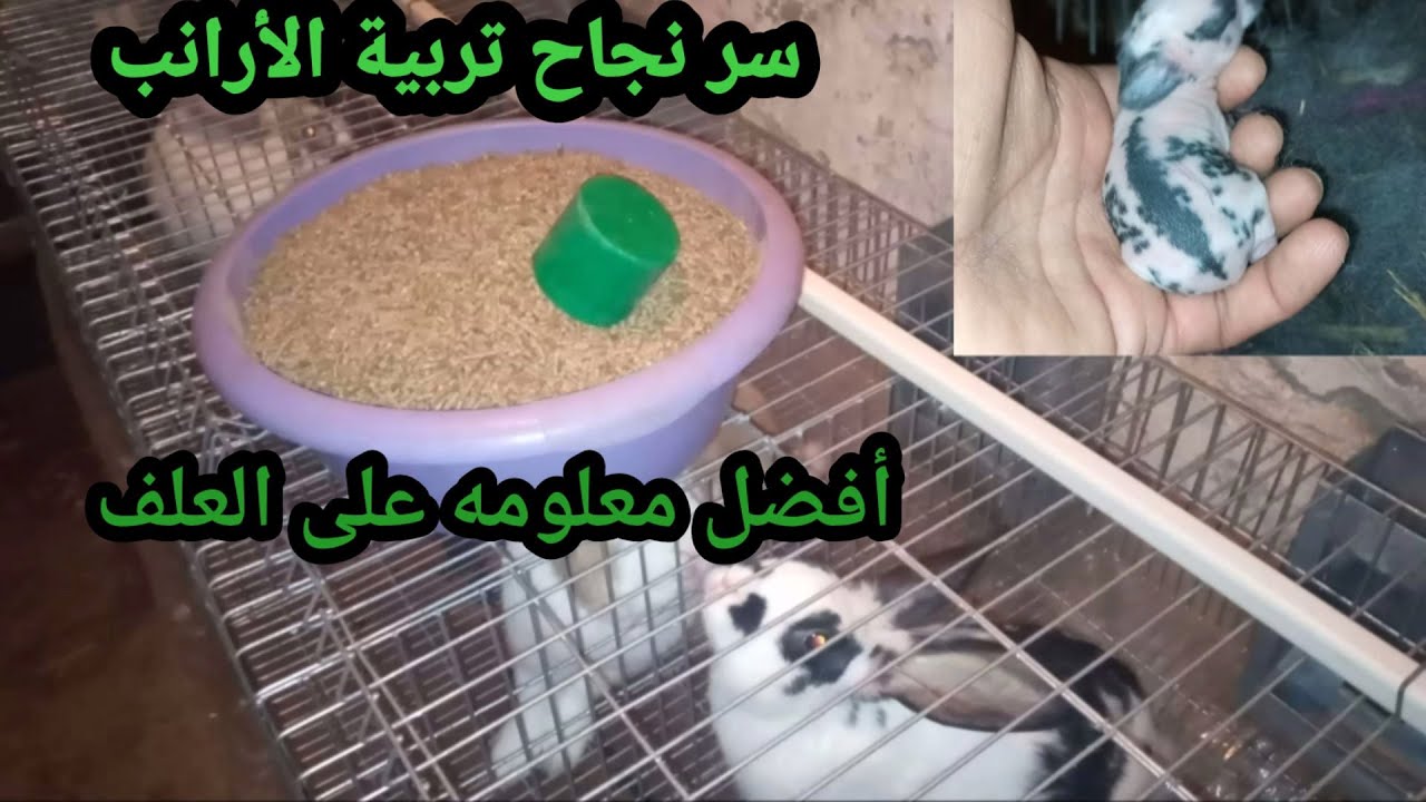 تقديم العلف للأرانب وجبه وحده في اليوم لكل ارنب
