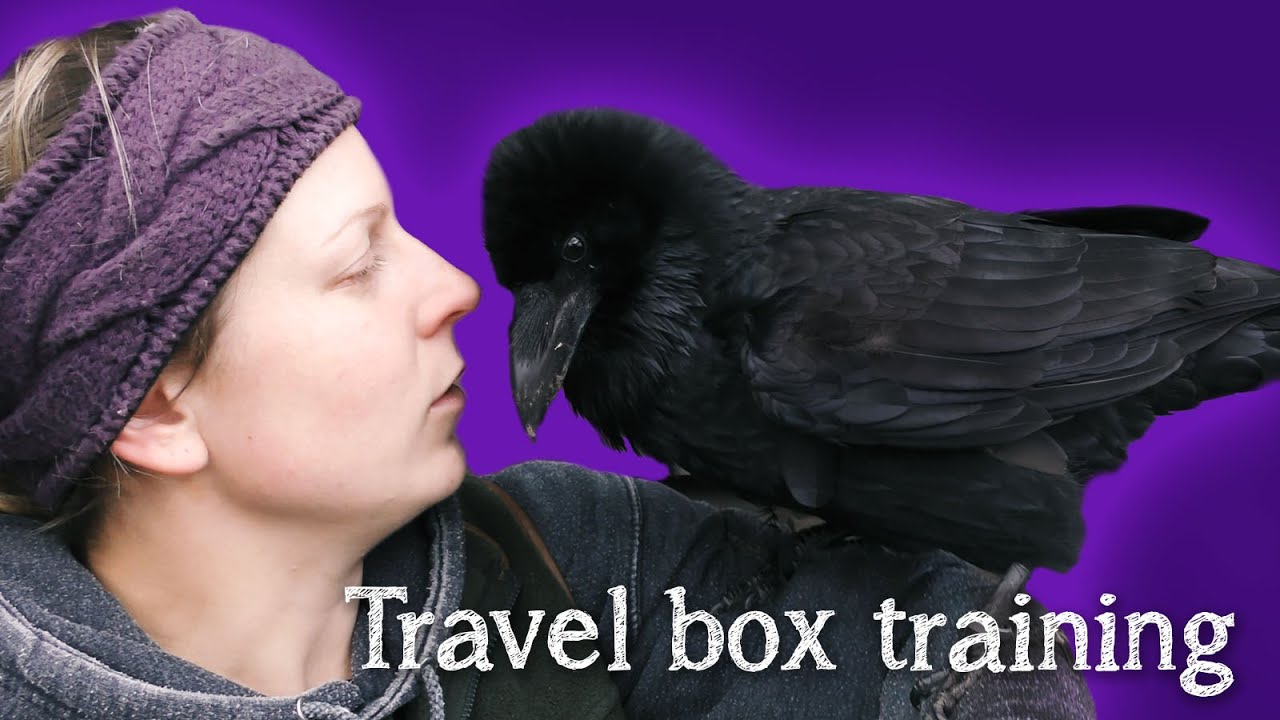Fable the Raven | Подготовка к переезду | Обучение работе с дорожным боксом