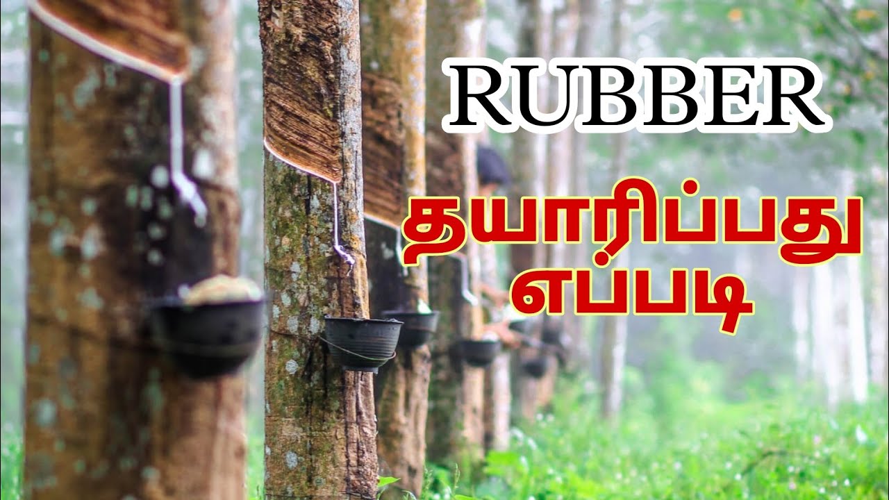 Traditional Rubber Farming in India Tamil Nadu Kanyakumari