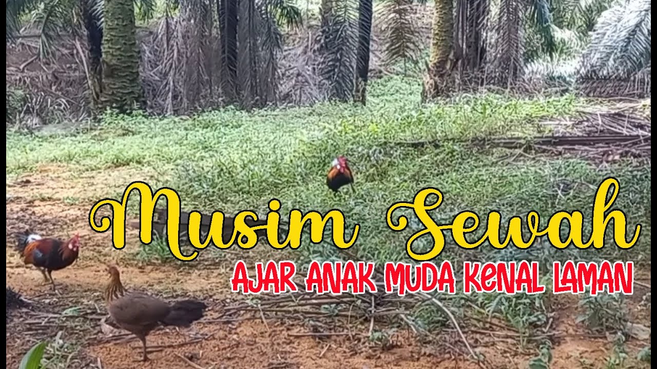 MEMIKAT AYAM HUTAN ... AJAR ANAK MUDA KENAL LAMAN