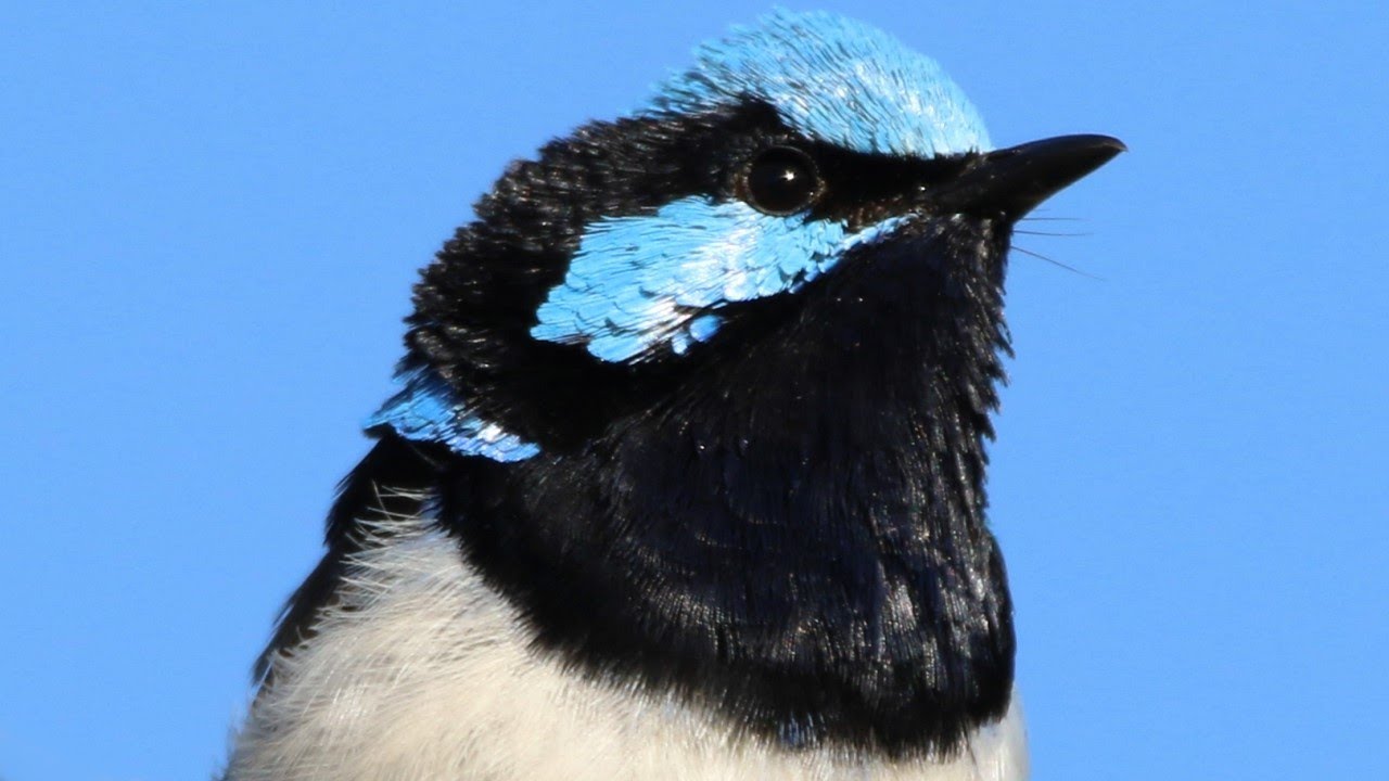 The secret life of Superb Fairy-wrens – Featuring special scenes from the nest