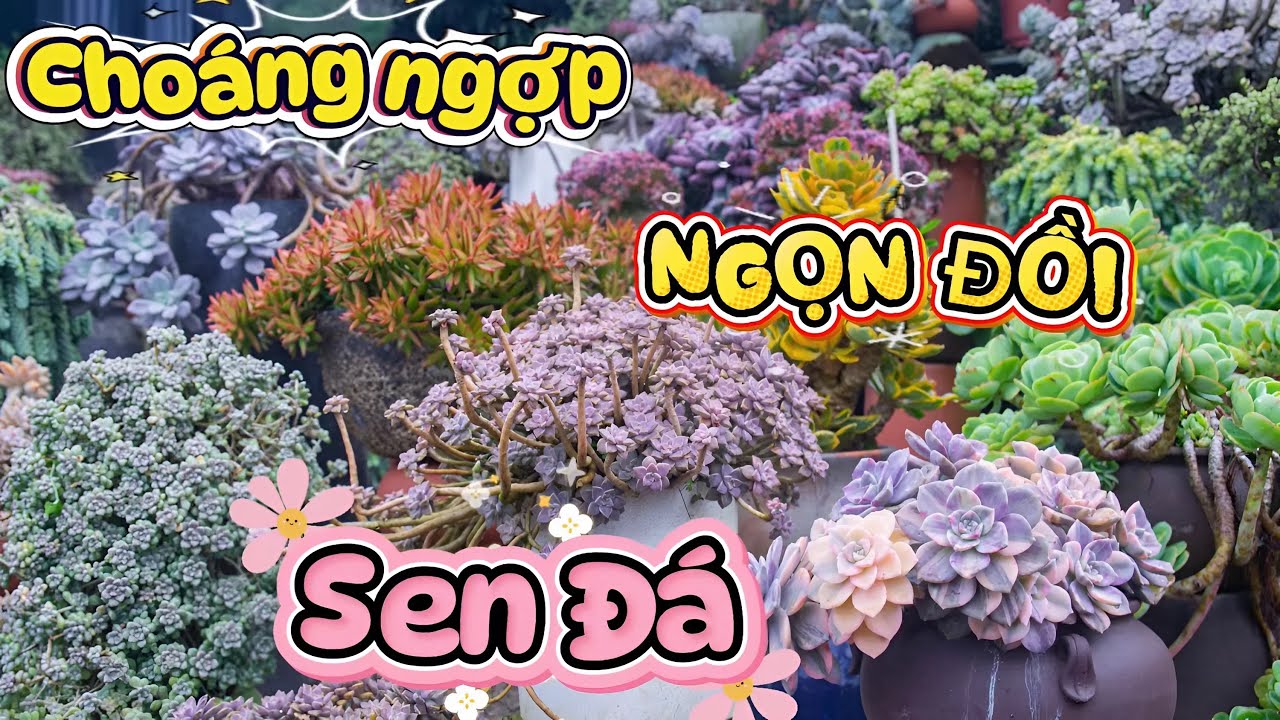 LẠC VÀO NGỌN ĐỒI SEN ĐÁ SIÊU RỘNG CỦA BẠN ĐOÀN BÁ VƯƠNG - PHẦN 1| 多肉植物| 다육이들 | Suculentas