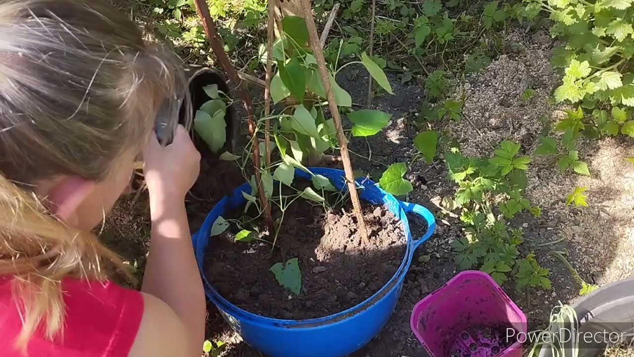 Tunbergia w ogrodzie  ogród skalny ogarnięty