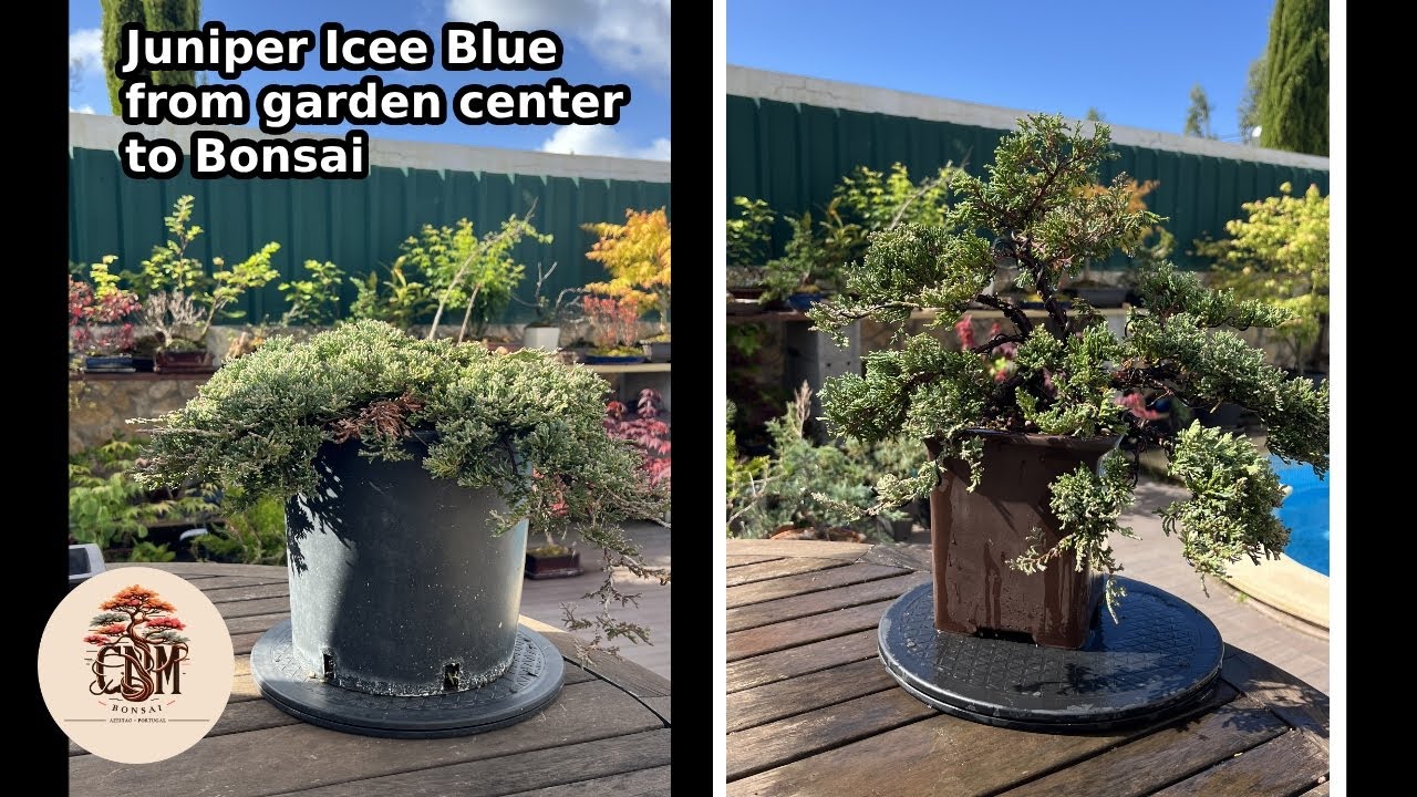 Bonsai project: Juniperus Horizontalis Icee Blue