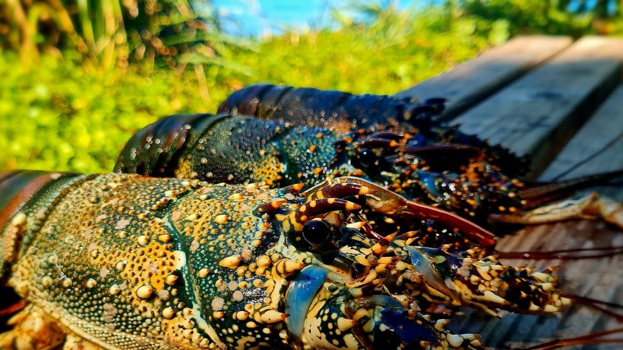 Lobster Hunt in Palau 🇵🇼 Angaur