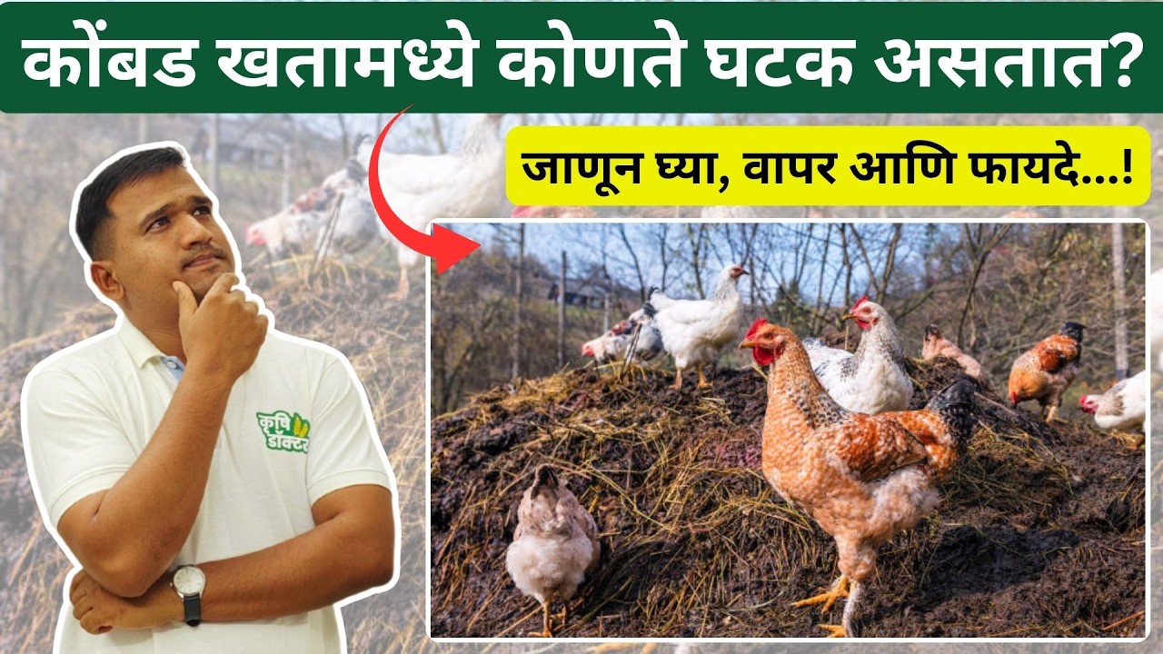 कोंबडी खत - घटक, वापर आणि फायदे | Kombadi khat mahiti | ombadi khat fayde | Krushi Doctor