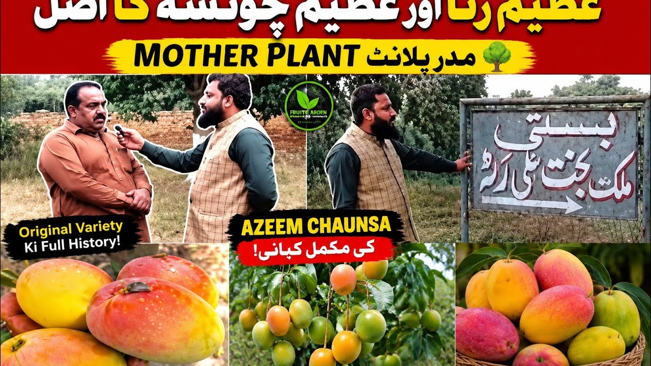 Azeem Chaunsa Ka Original Mother Plant 🥭  History of Azeem Chaunsa Mango 