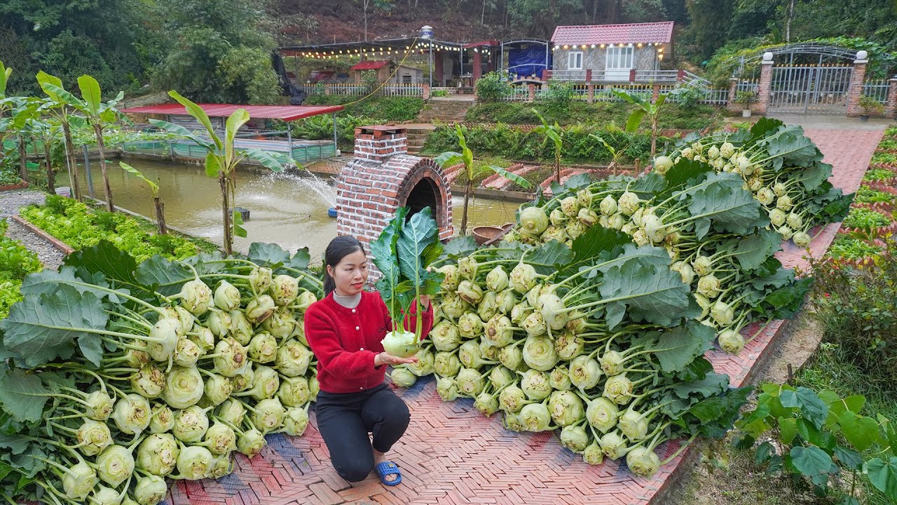 Harvesting Kohlrabi on the Farm for Sale -- Livestock Care and Planting More Vegetables