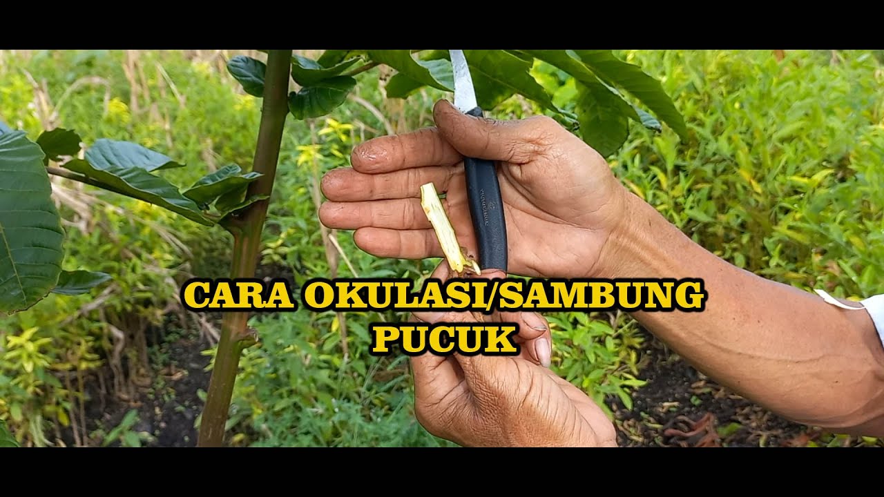 SAMBUNG PUCUK MATOA