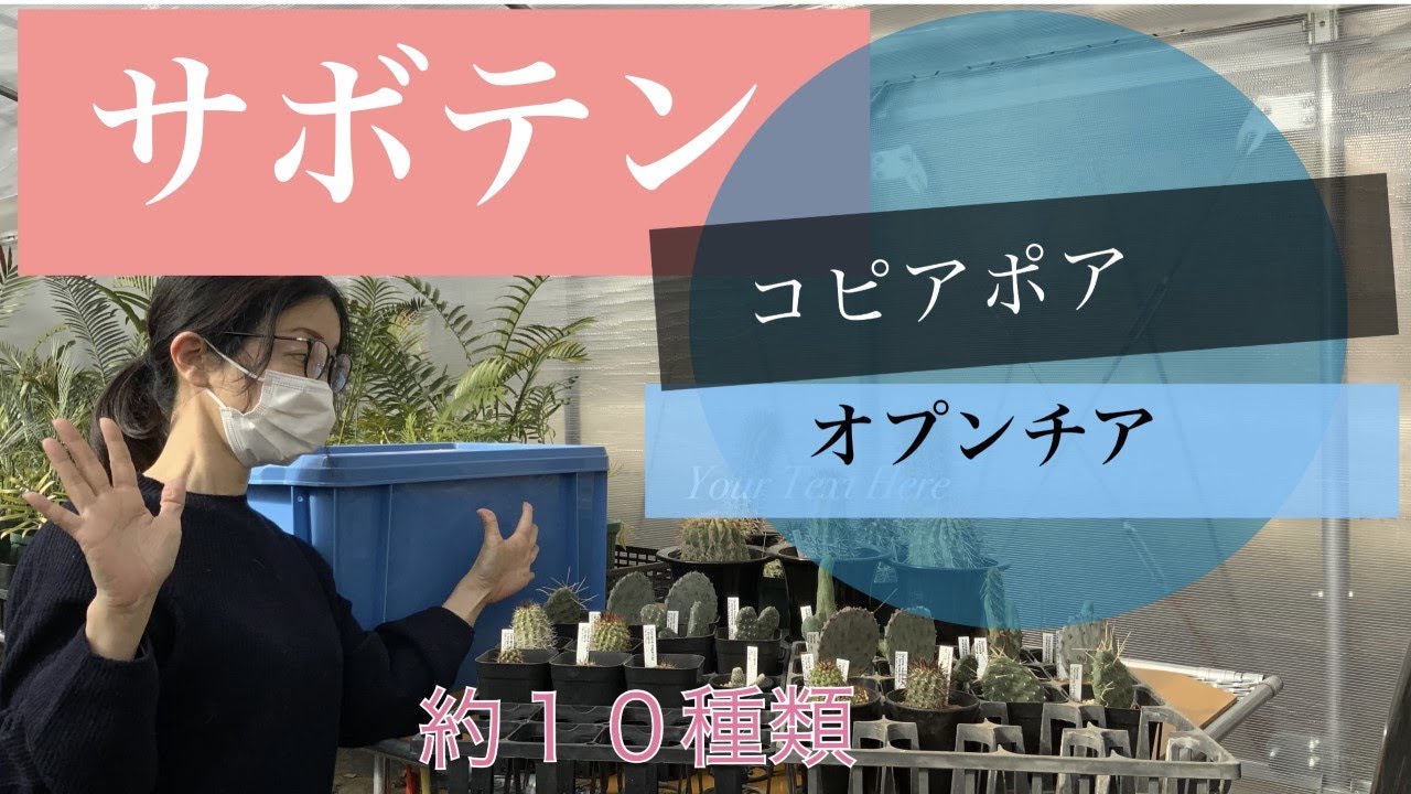 サボテン紹介動画 【コピアポア】【オプンチア】