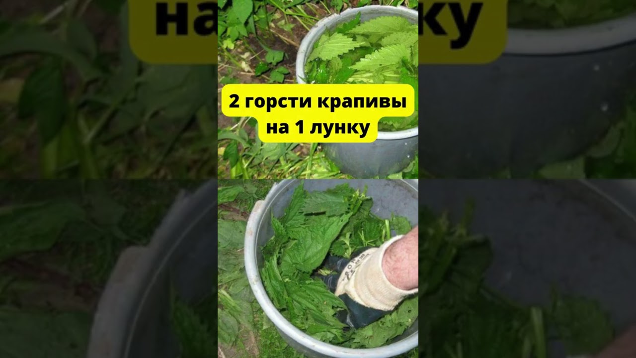 Кладу Это в лунку к огурцам, чтобы они плодоносили, как сумасшедшие! #огород
