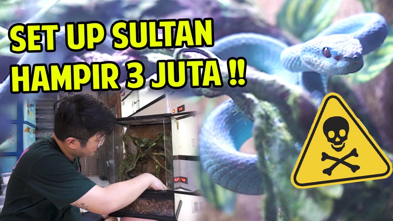 SET UP KANDANG VIPER ALA SULTAN !! BLUE INSULARIS TERRARIUM