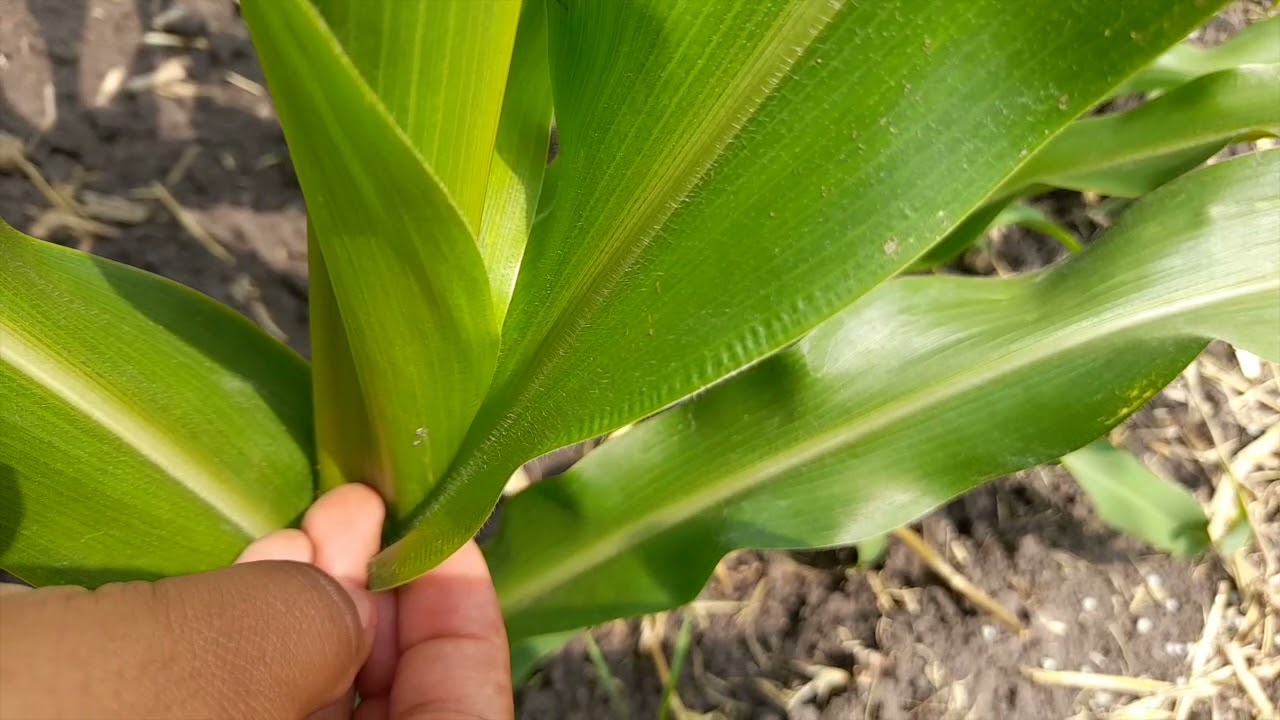MX - YaraTip ¿Cúando aplicar YaraVita Maize Boost en el cultivo de Maíz?