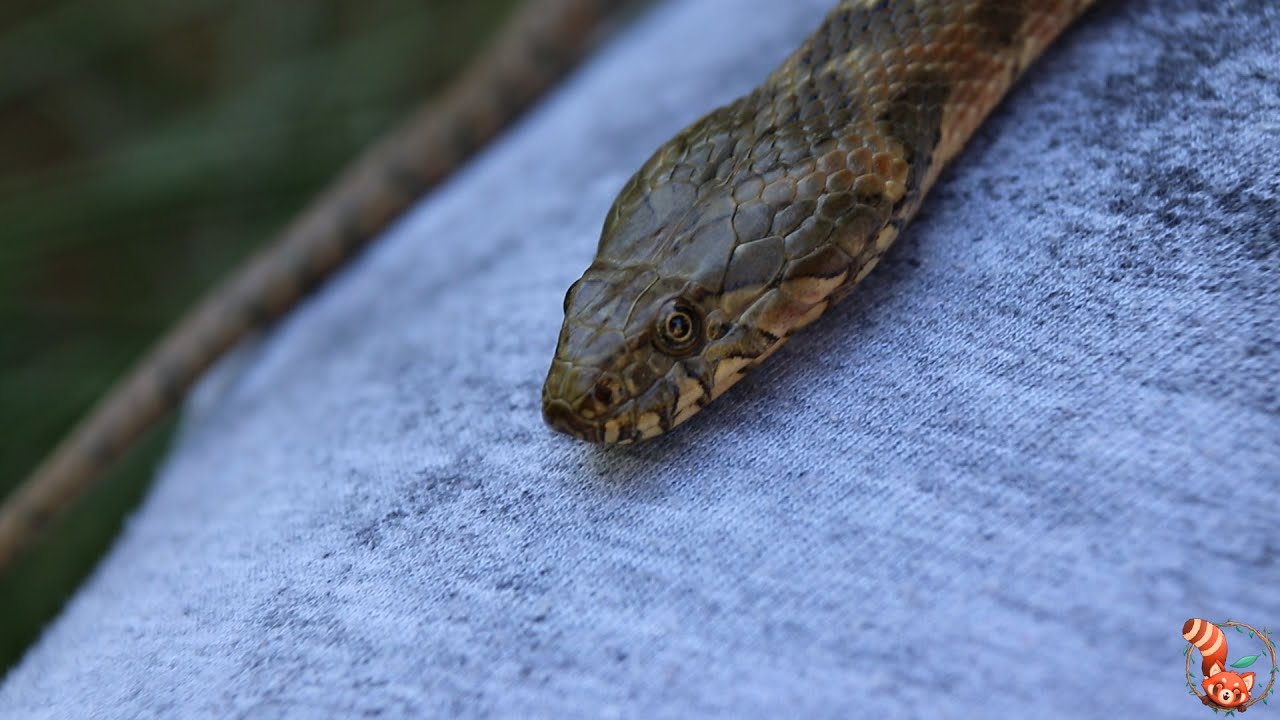 🐍 Culebra viperina (Natrix Maura) - La culebra de agua imitadora de víboras  🐍