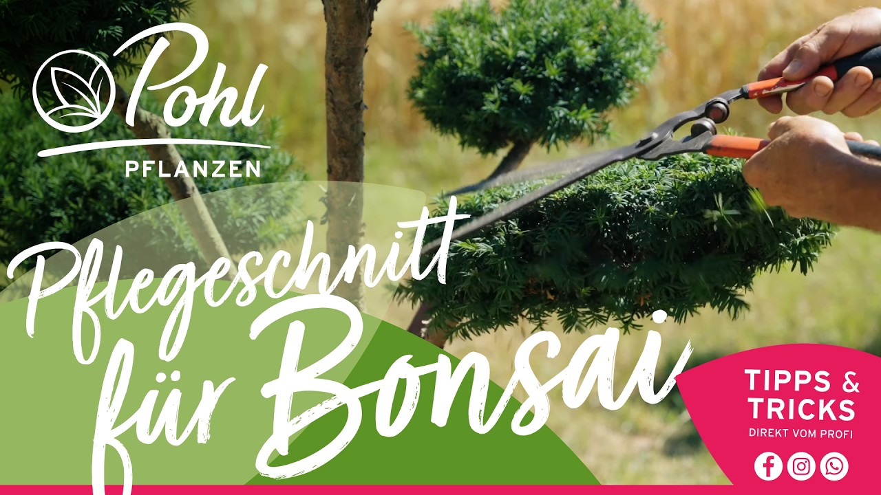 So schneidest Du deinen Bonsai richtig | Alles im grünen Bereich