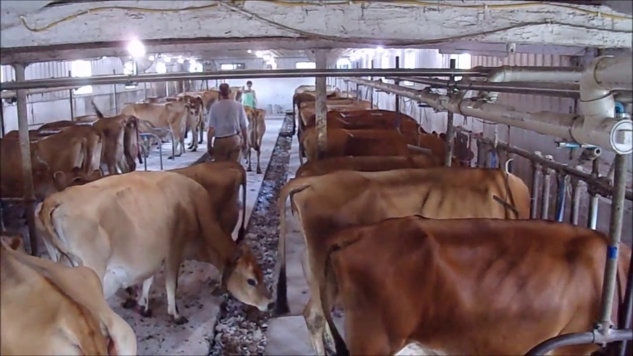 The Milking Process at our Farm!