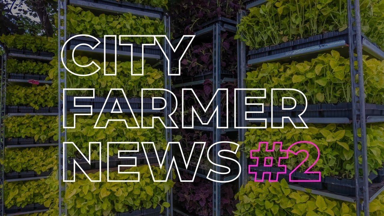 CITY-FARMER NEWS #2 | ЭКОГОРОД БУДУЩЕГО, ГИГАНТСКАЯ ФЕРМА В ДУБАЕ, АРБУЗЫ В ЛЮЛЬКАХ