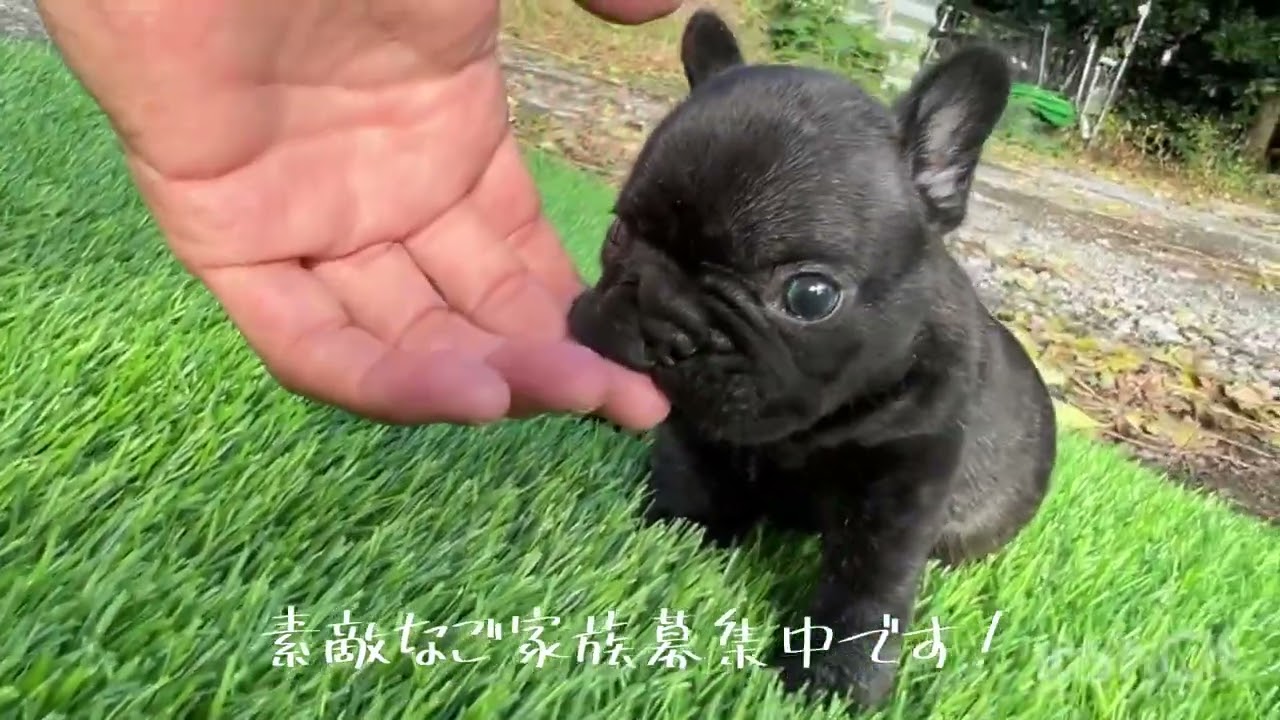 10月7日生まれプリンドル男の子