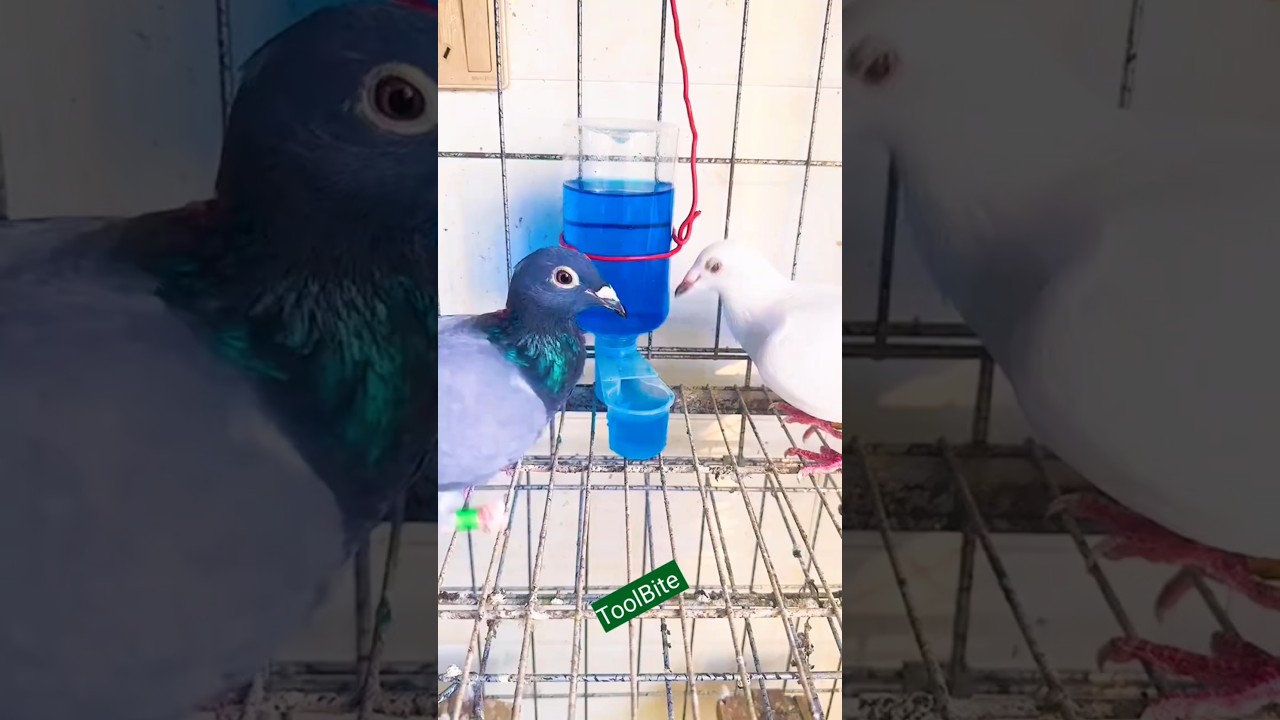 Pigeon Double-Mouth Water Feeder DIY | Easy Bird Hydration Guide #pigeoncare