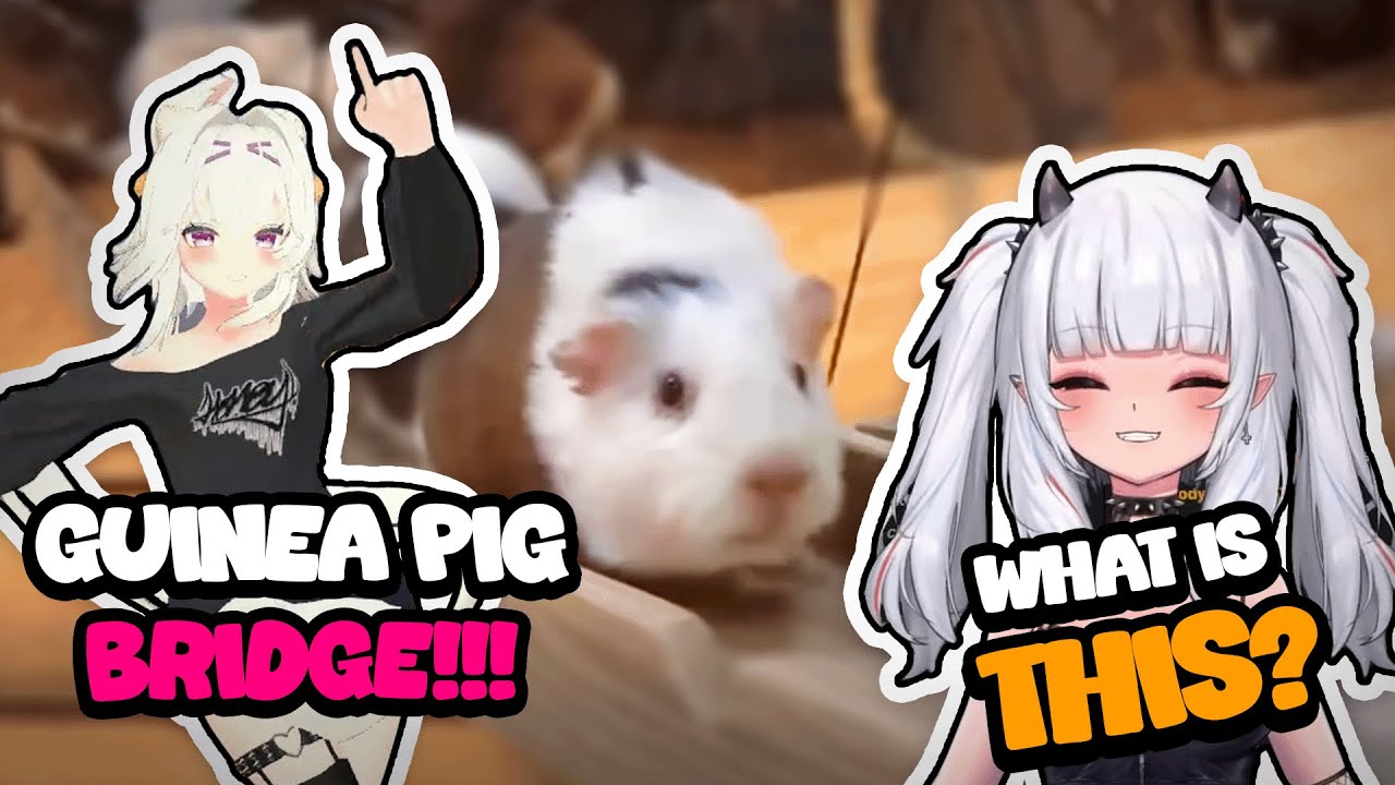 She didn&rsquo;t know what guinea pig bridge was!