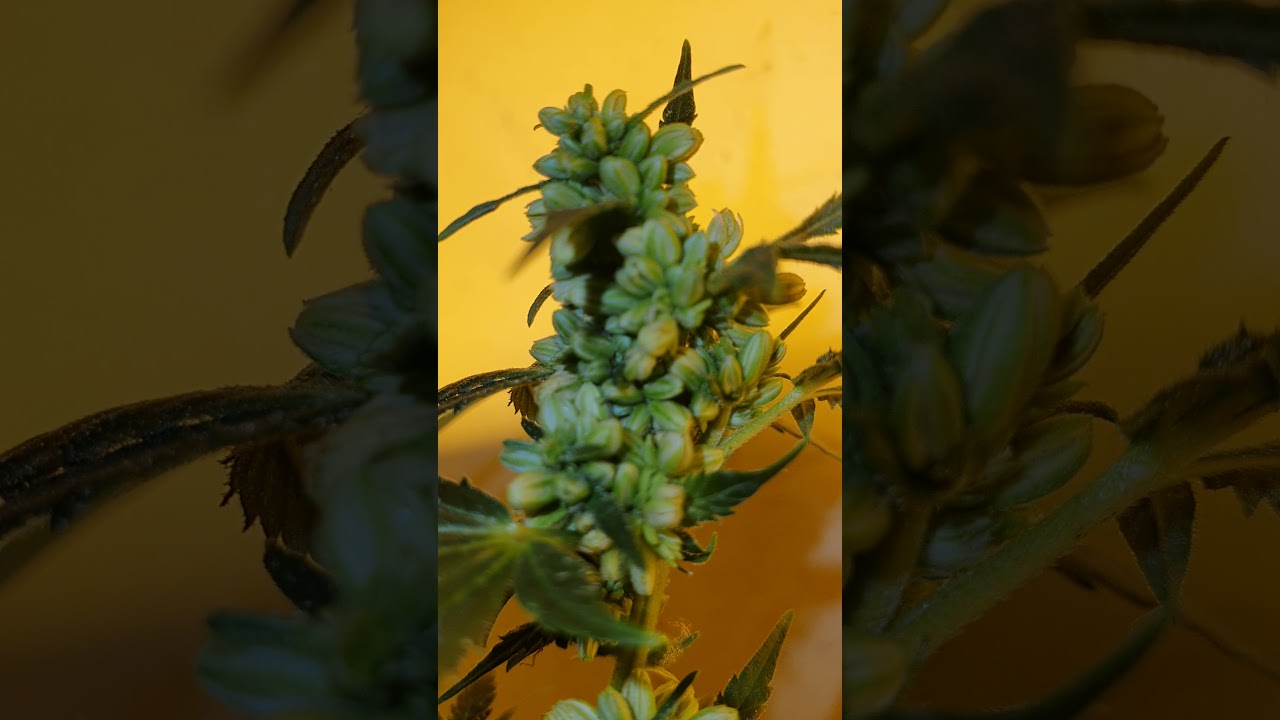 SSSDH Feminized seed project