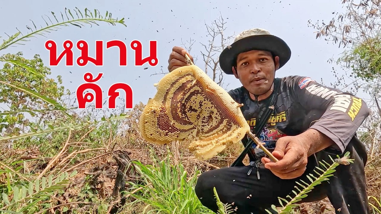 หาผึ้ง หามิ้ม หมายนี้ทีเด็ด มาตามนัดทุกปี มีแต่รังสวยๆ น้ำหวานเต็ม