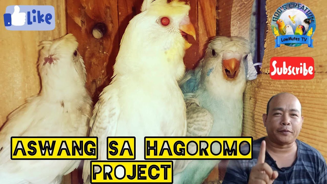 ASWANG sa HAGOROMO PROJECT/BUDGIES/PARAKEET/HELICOPTER PARAKEET/LOVEBIRD