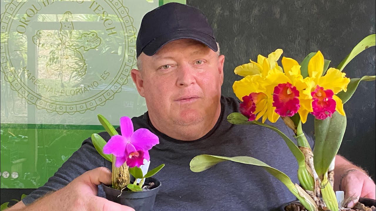 Orquídeas Floridas à Venda | NOVIDADES!