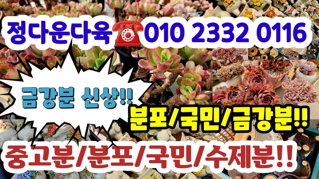 정다운다육☎️010 2332 0116💗금강분입고!!  분포/다육/국민/중고분#초보다육#다육쇼핑