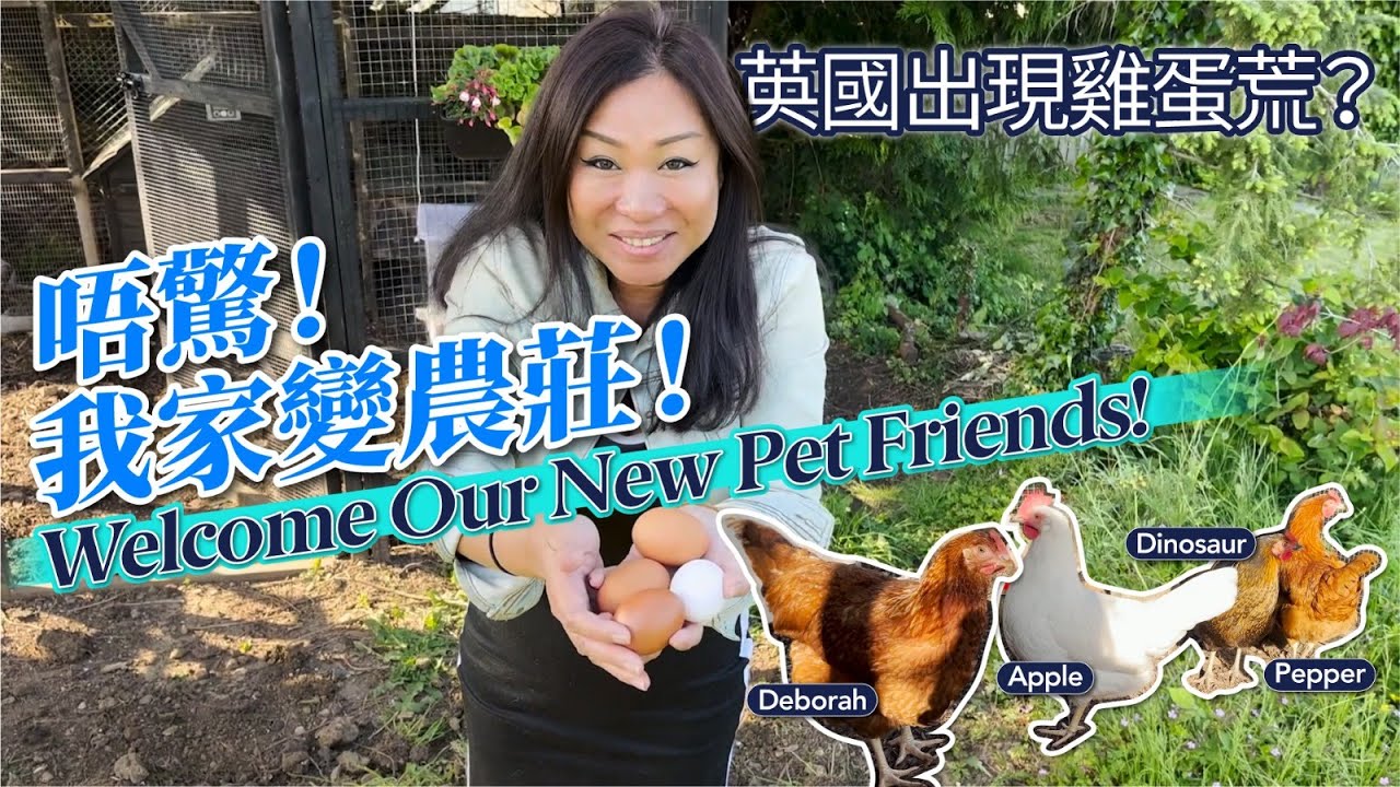 【英國生活】英國出現雞蛋荒？唔驚！我家變農莊！Welcome Our New Pet Friends! | Vivi 養雞日誌 | Chicken Keeping | UK Egg Shortage