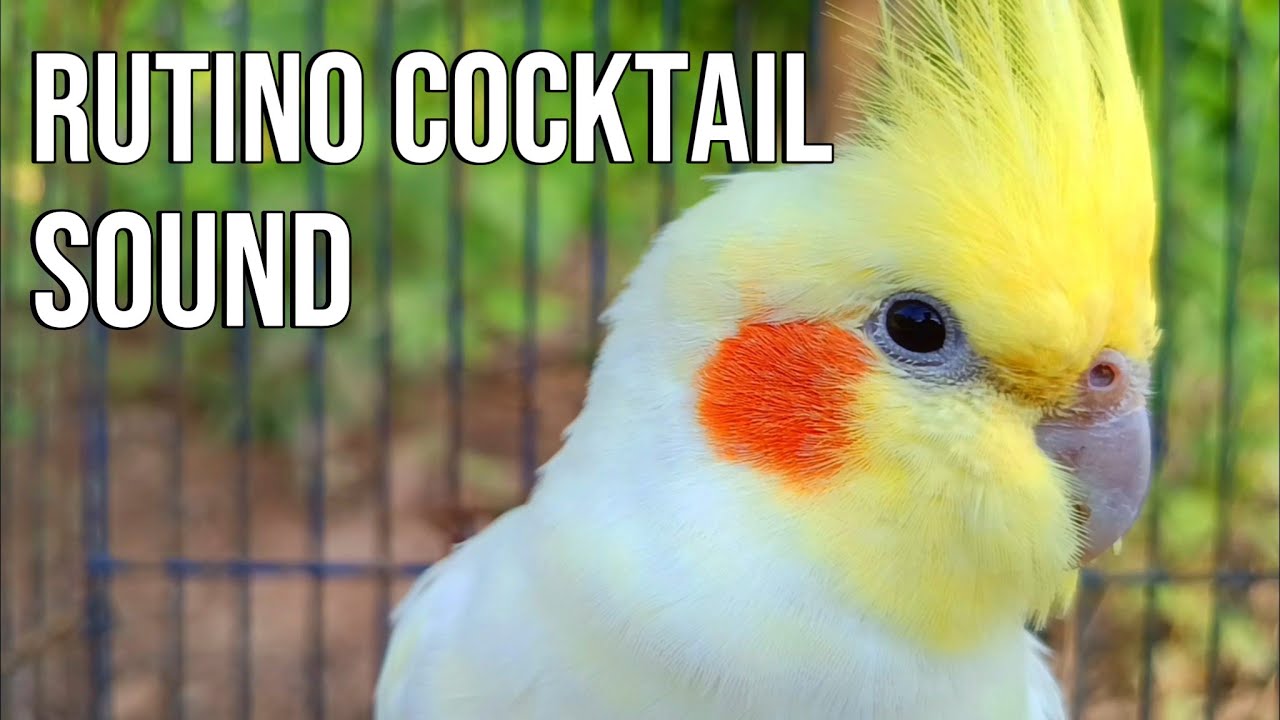 If your cockatiel feels lonely please play this video | Continuous cockatiel sounds