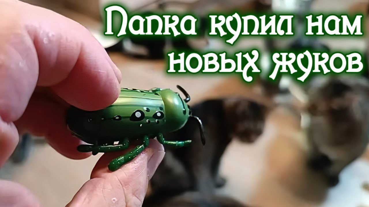 Папка купил нам новых жуков. 