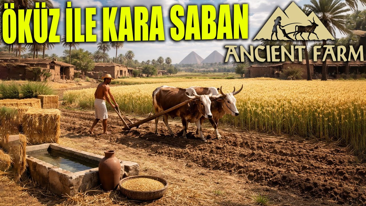 ÖKÜZ İLE KARA SABAN !! TARLALARI SABAN İLE OLUŞTURUYORUZ #3 | ANCIENT FARM !!