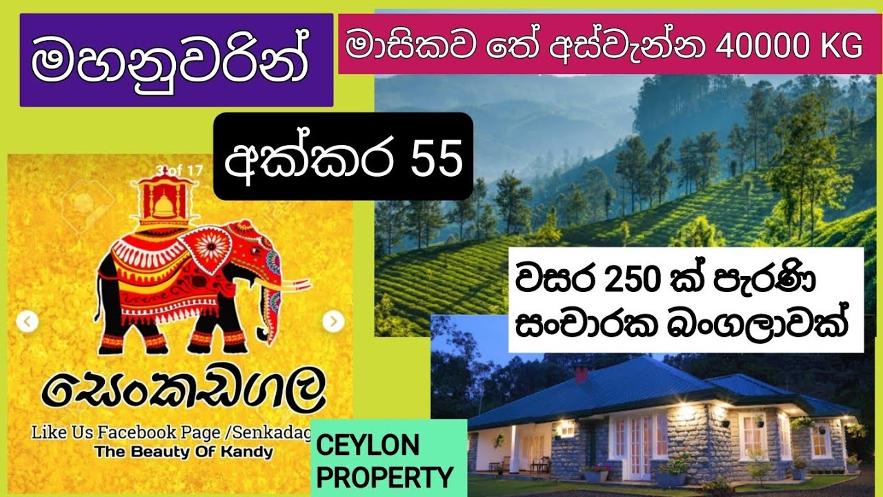 NO,,908 # මහනුවරින් අක්කර 55,,COLONIAL සංචාරක බංගලාවක් ,ලස්සන වටපිටාවක් මැදිව සින්නක්කර දේපලක් 