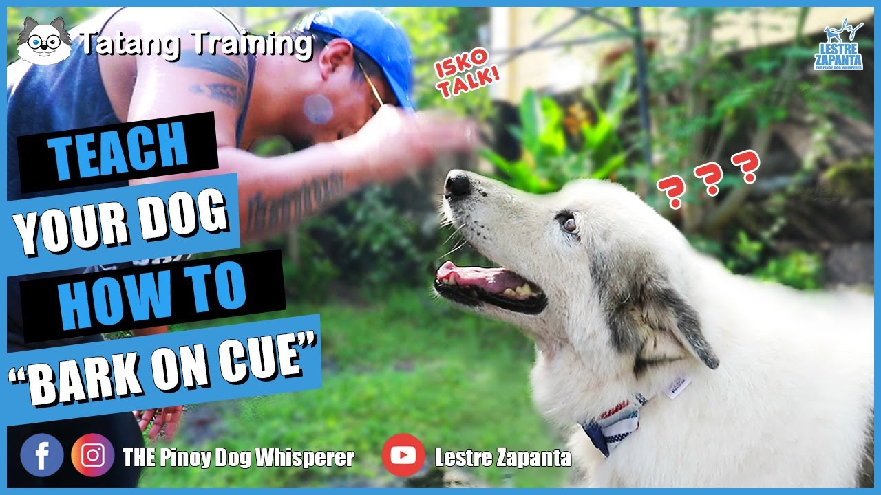 Train your dog to BARK on command