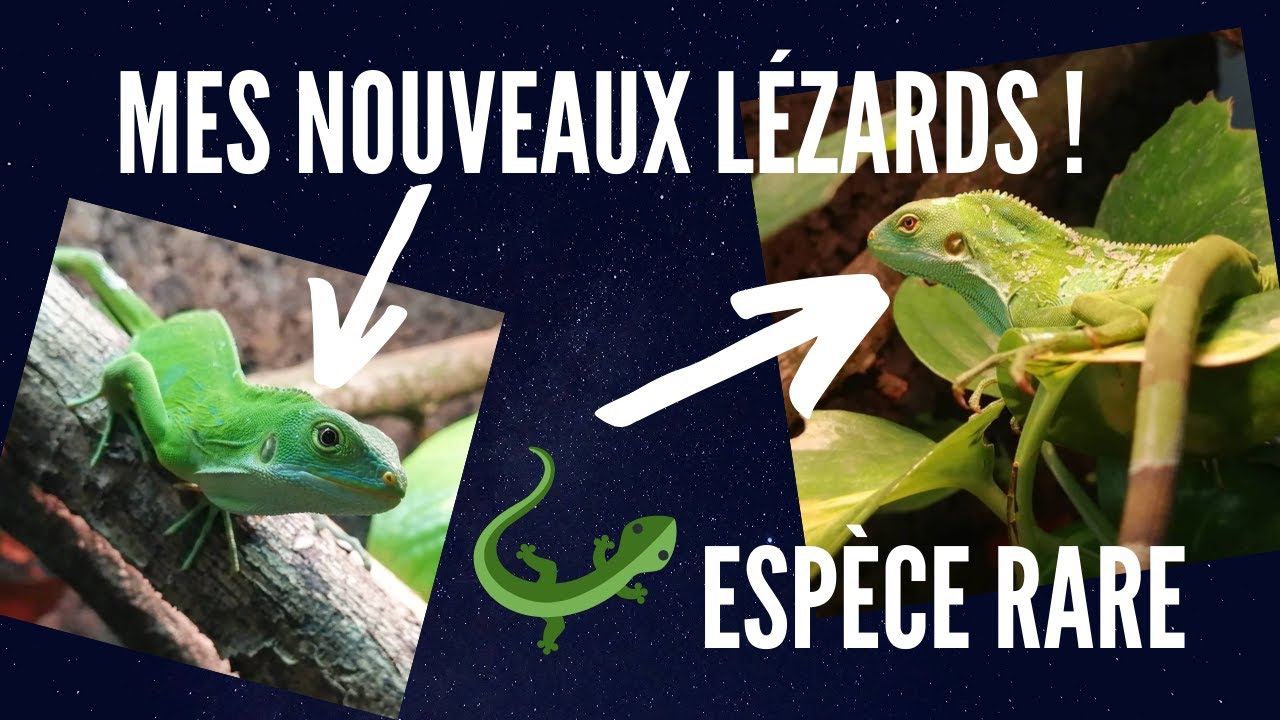 J'AI RÉALISÉ MON RÊVE ! (nouvelle espèce de lézard)