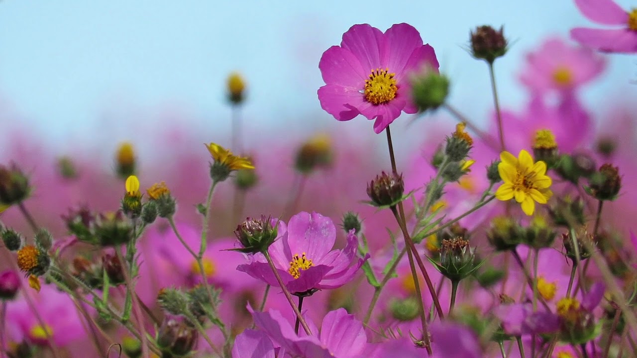 Campo Florido de Cosmos y Cantos de Aves . コスモス花と鳥の咲くフィール