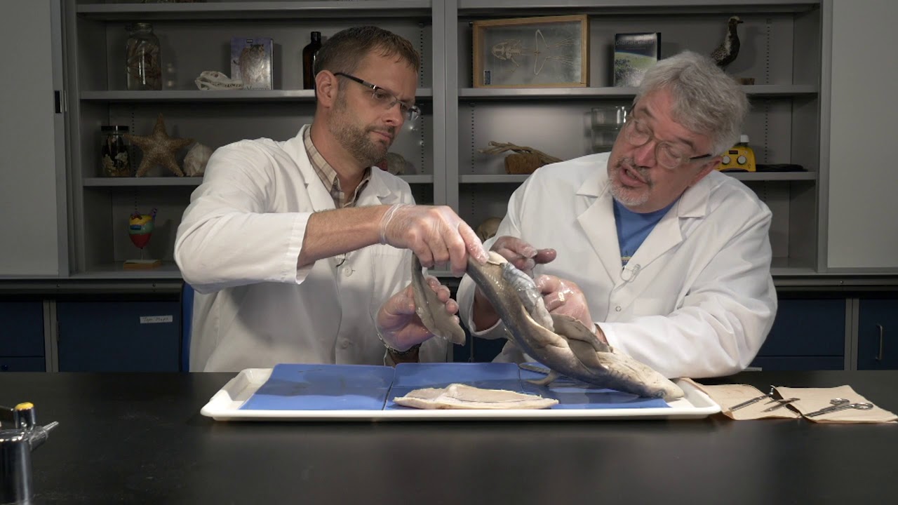 Best Dogfish Shark Dissection: Part II - Internal (Jr. High, High School and College)