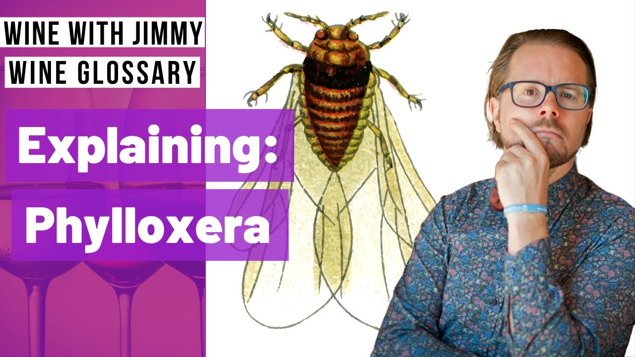 Explaining Wine Terminology - What is Phylloxera?