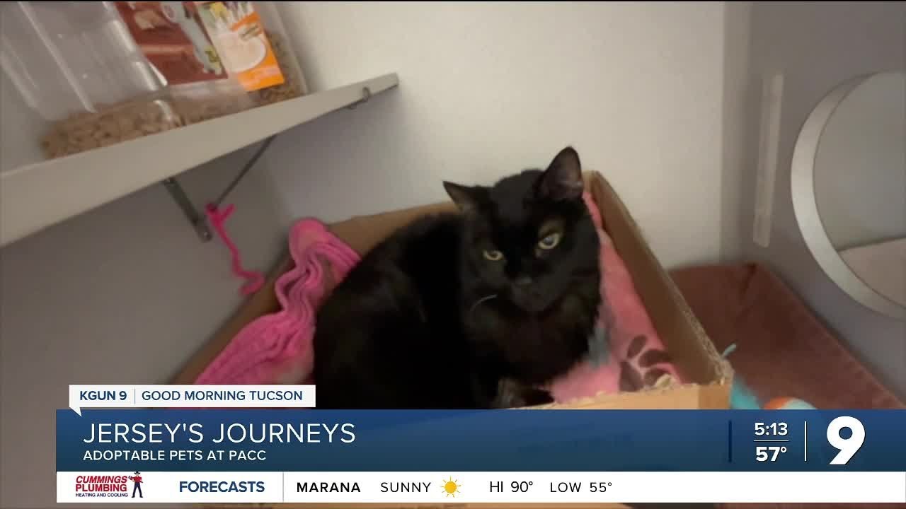 Jersey's Journeys