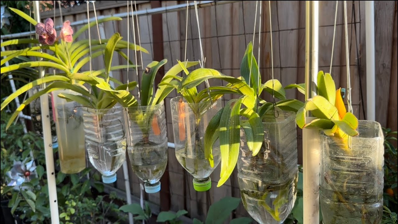October 27, 2023最容易的，最简单的万代兰种植方法。开花啦！Incredible Vanda Orchids Care